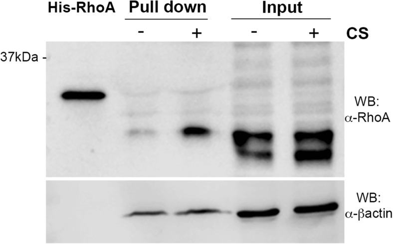 Fig. 5