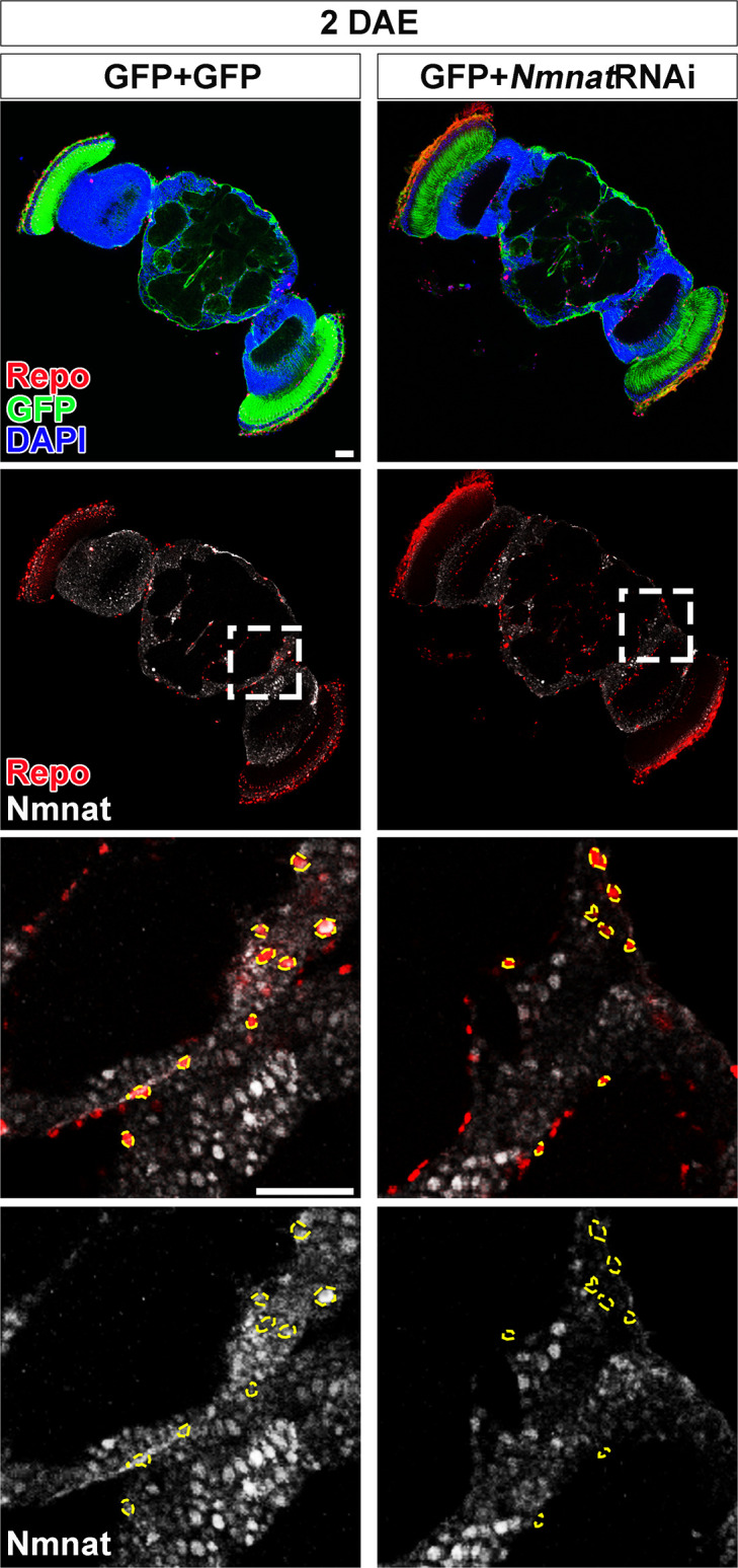 Figure 2—figure supplement 2.