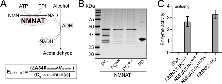 Figure 2—figure supplement 3.