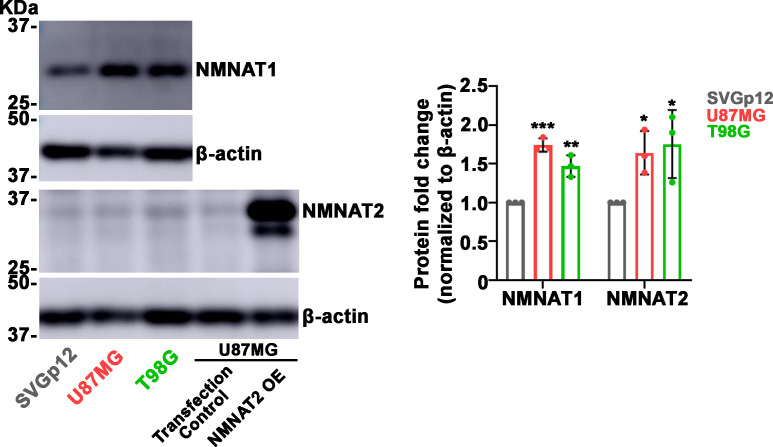 Figure 3—figure supplement 3.