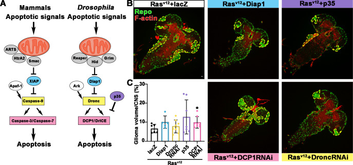 Figure 4—figure supplement 1.