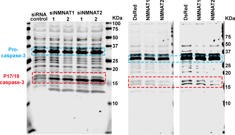 Figure 5—figure supplement 1.