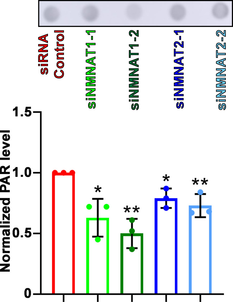 Figure 9—figure supplement 1.