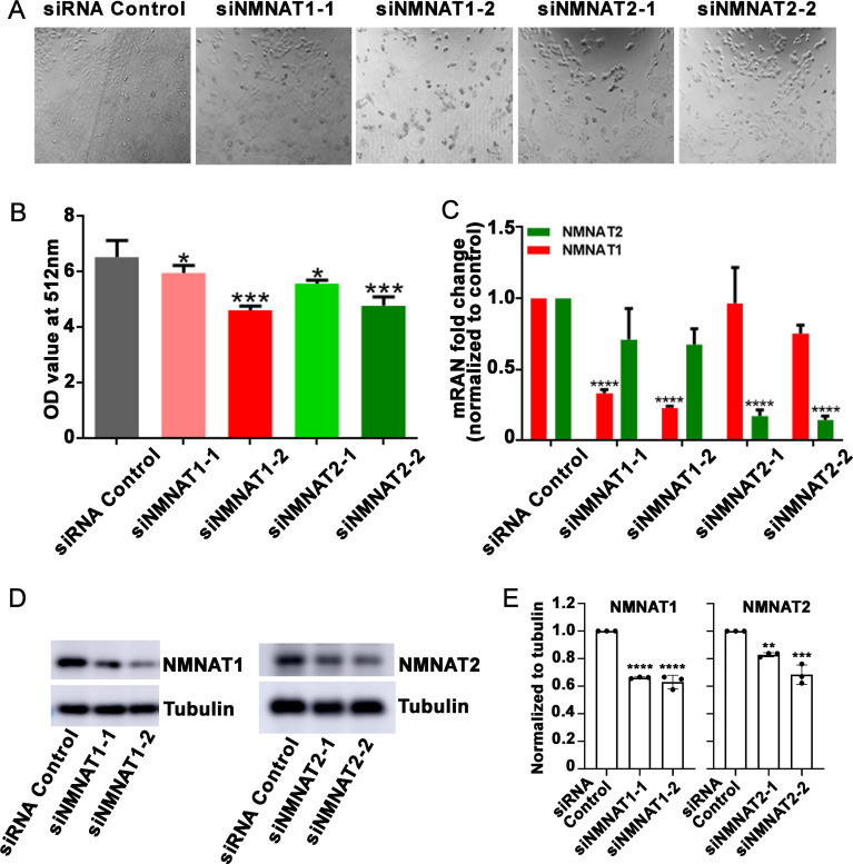 Figure 3—figure supplement 1.