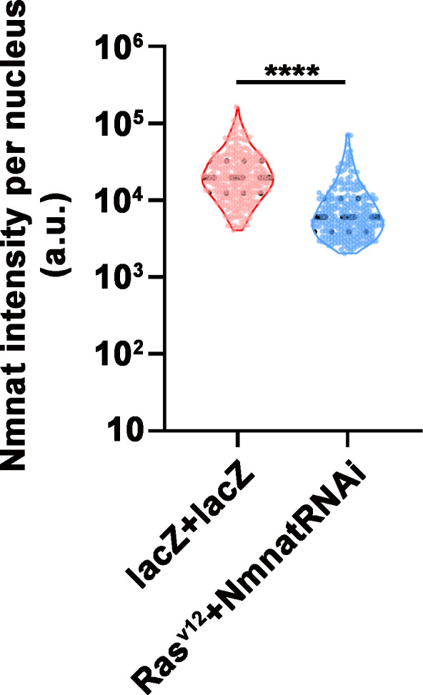 Figure 2—figure supplement 1.