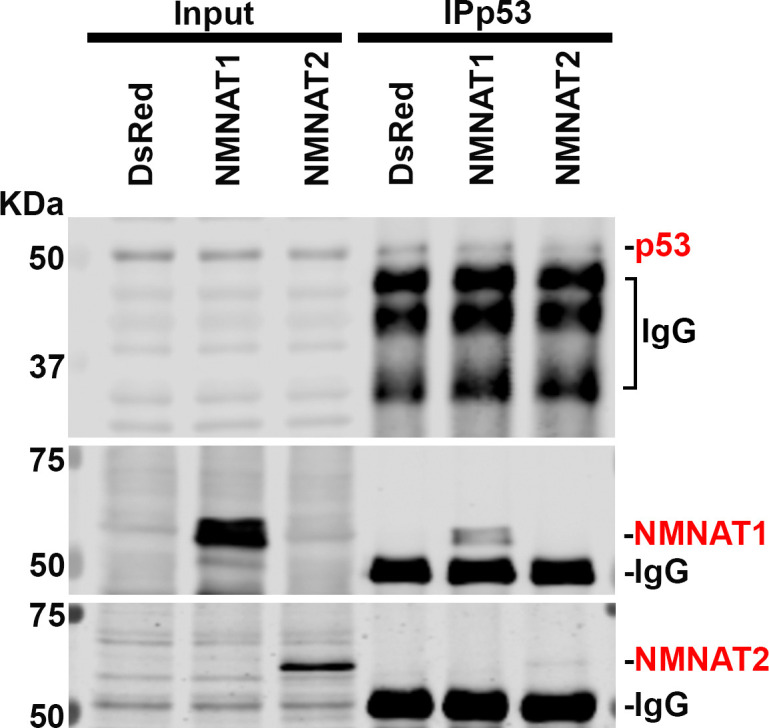 Figure 9—figure supplement 2.