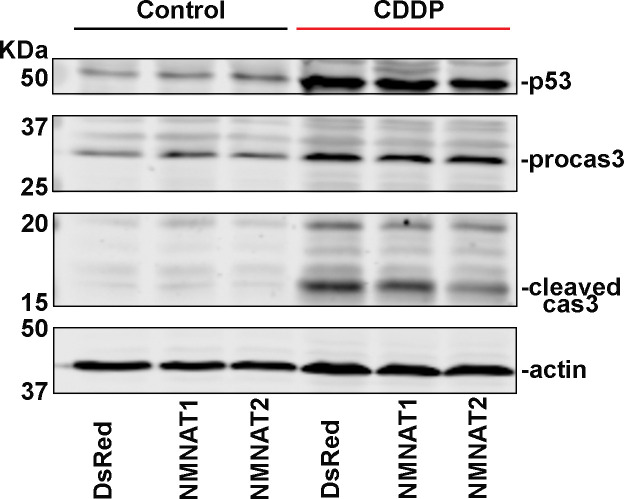 Figure 5—figure supplement 2.