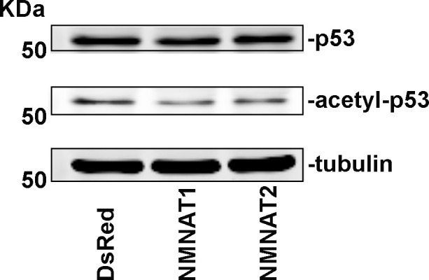 Figure 10—figure supplement 1.