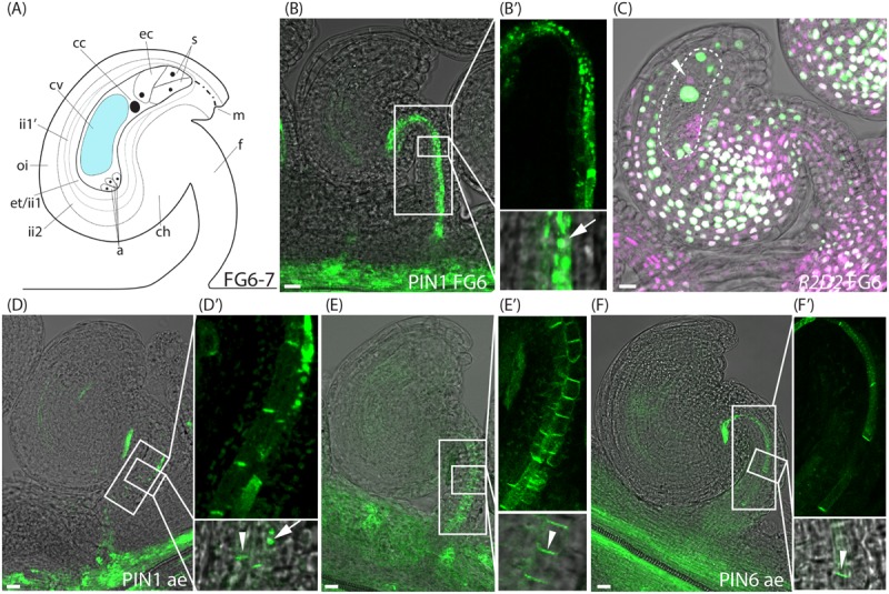 FIGURE 3