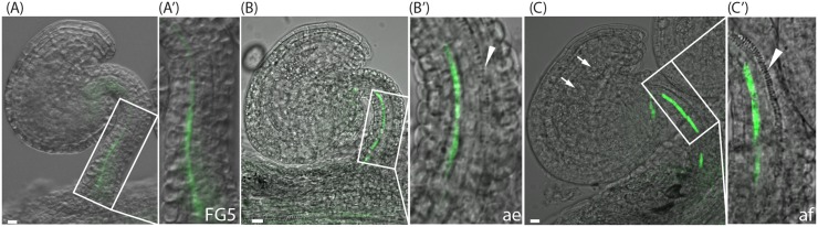 FIGURE 2