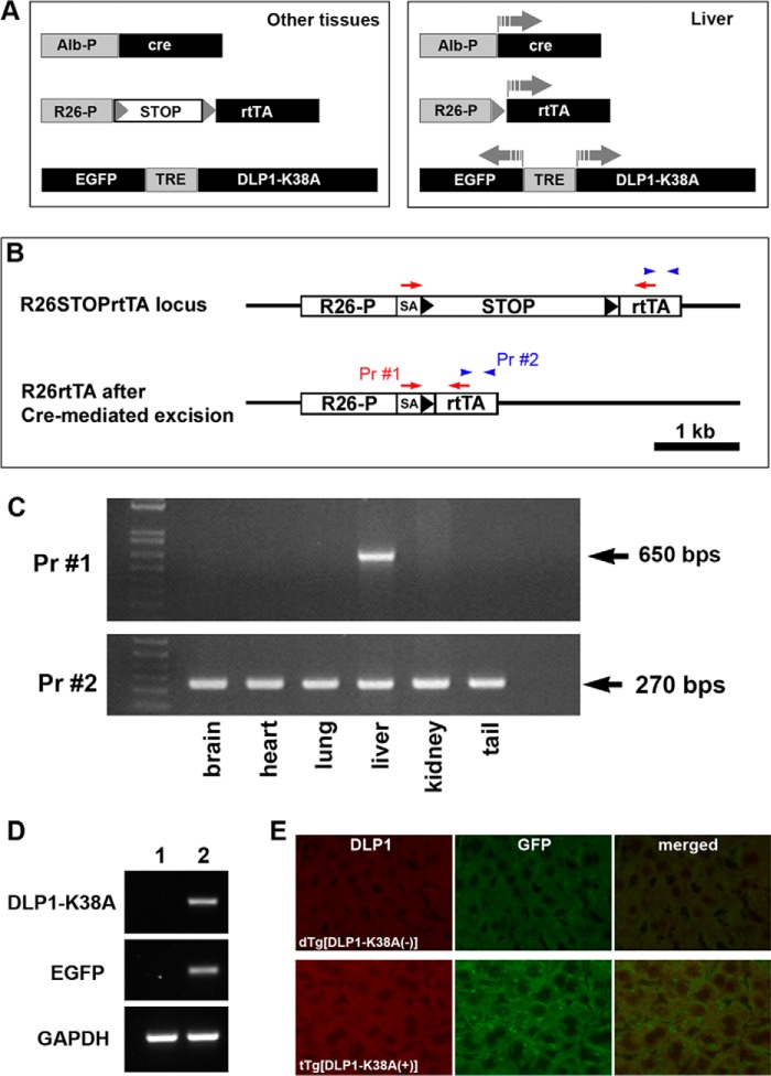 FIGURE 6.