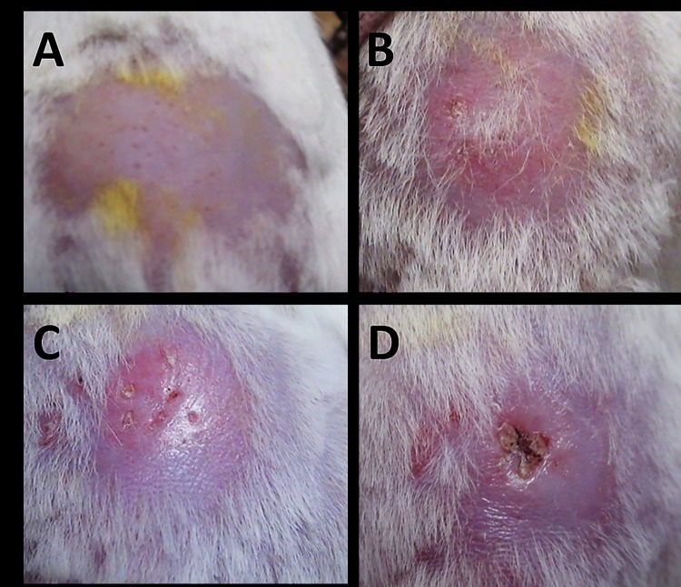 Fig 3