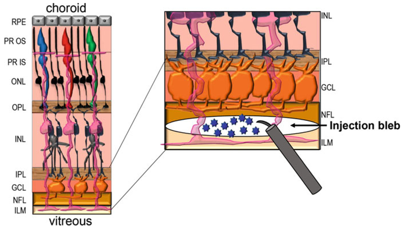 Fig. 1