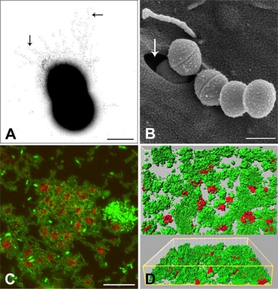 FIG. 4.