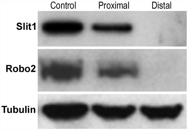 Fig 12