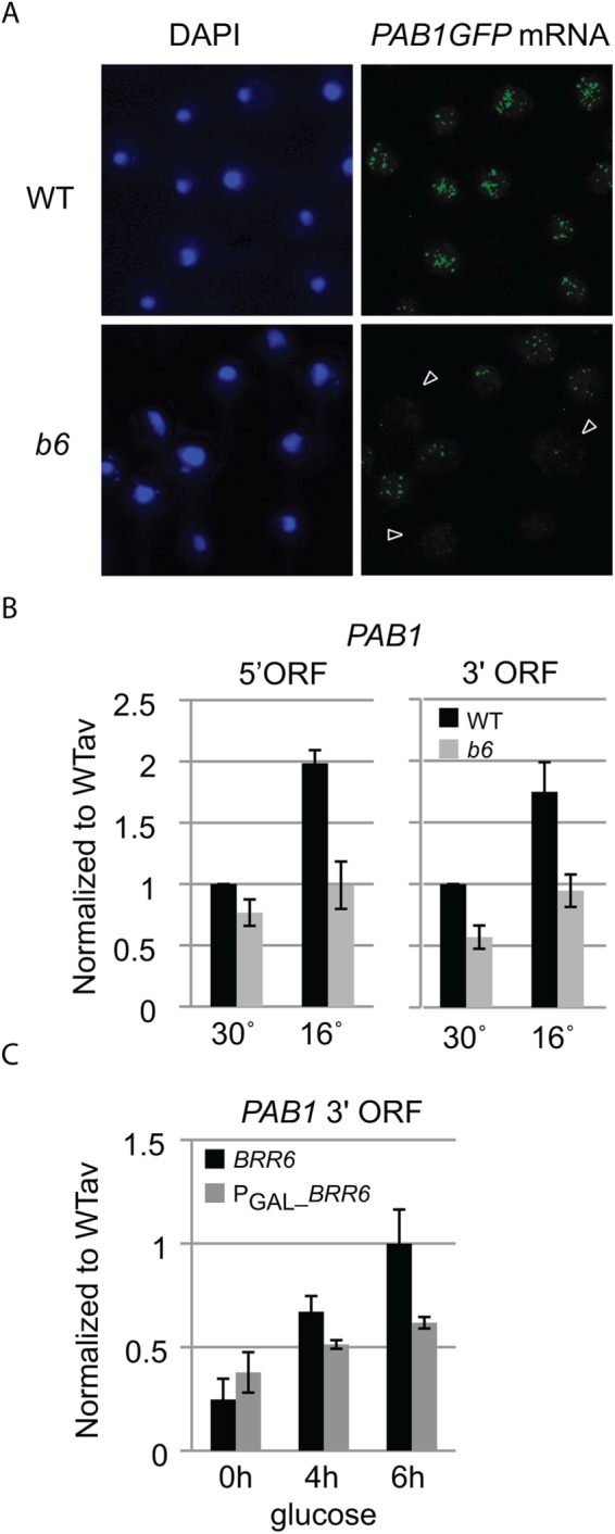 FIGURE 2: