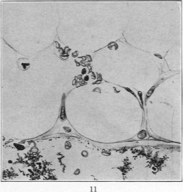 Fig. 11