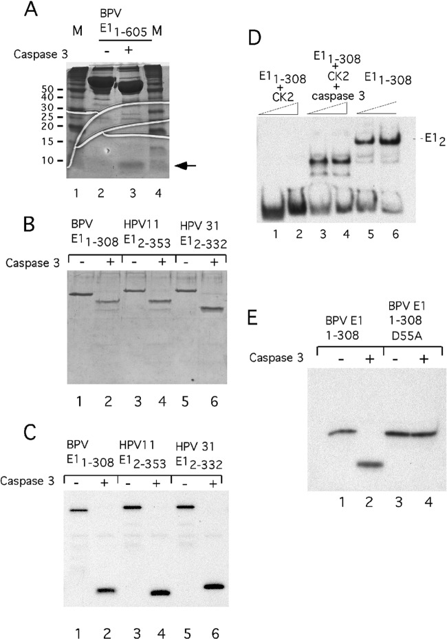 Fig 7