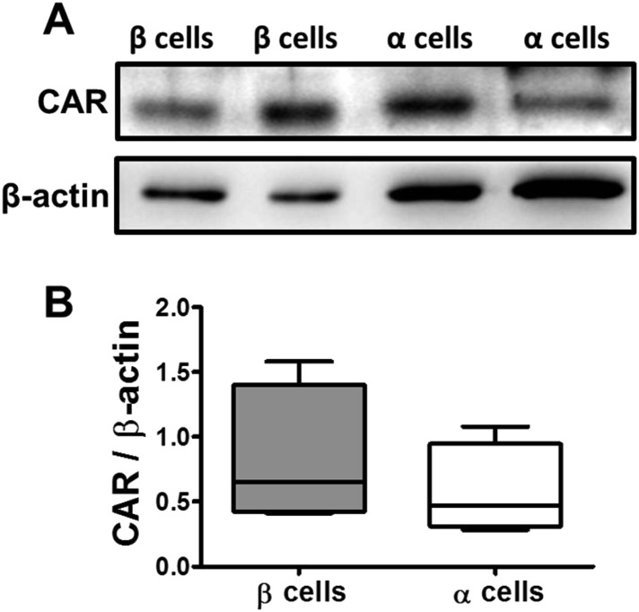 Figure 4—figure supplement 1.