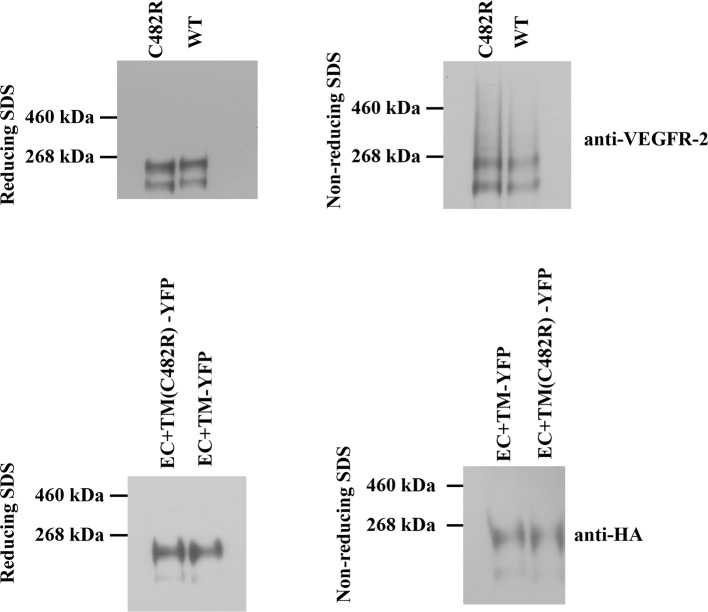 Figure 7—figure supplement 1.