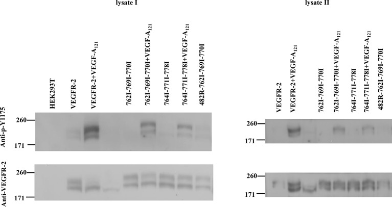 Figure 4—figure supplement 2.