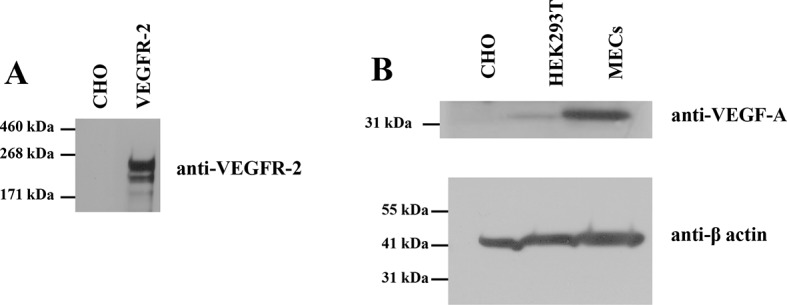 Figure 2—figure supplement 1.