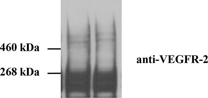 Figure 2—figure supplement 3.