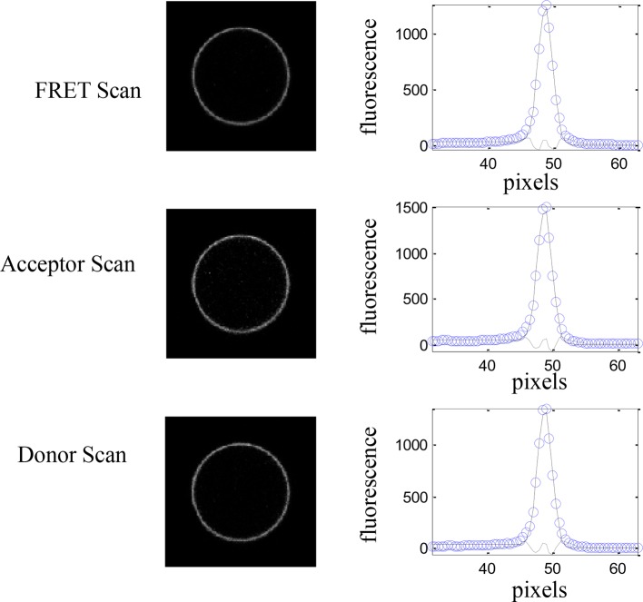 Figure 2—figure supplement 2.