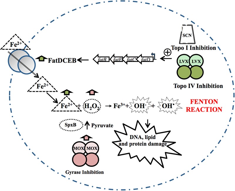 FIGURE 2