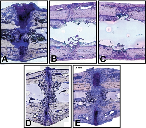 Fig. 4A–E