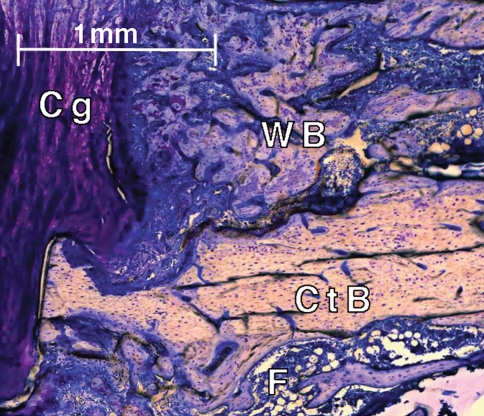 Fig. 5