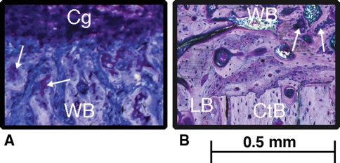 Fig. 3A–B