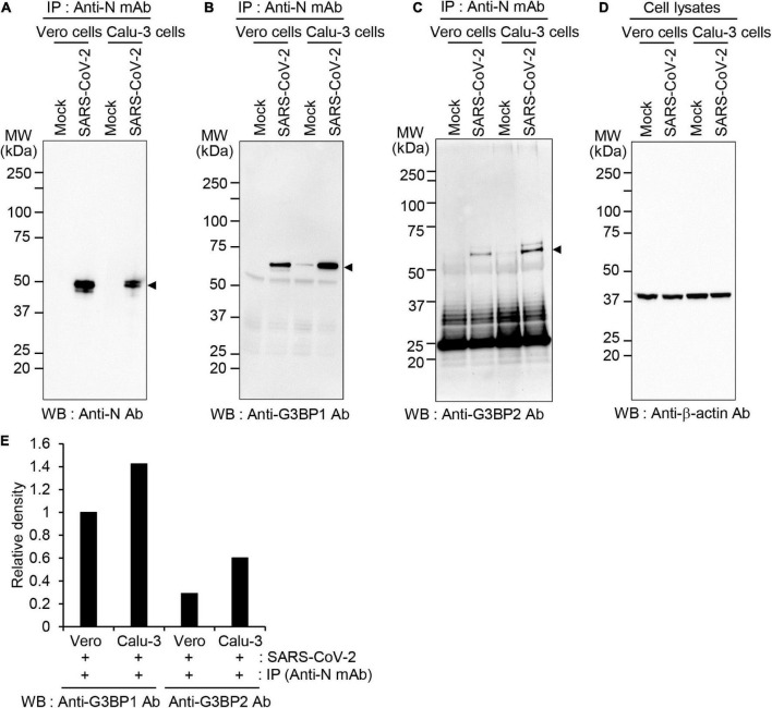 FIGURE 2