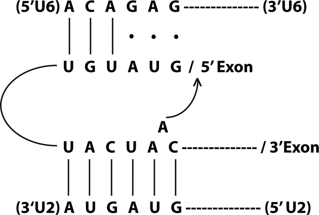 FIGURE 3.