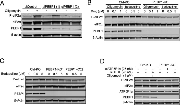 Figure 3—figure supplement 1.