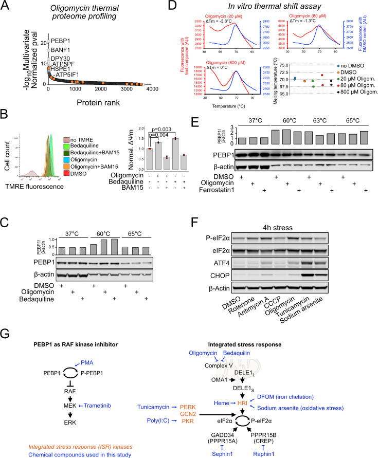 Figure 1—figure supplement 1.