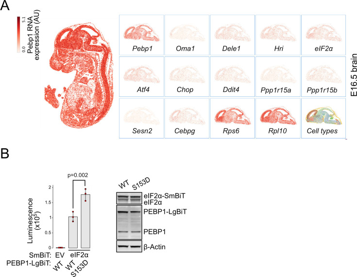 Figure 5—figure supplement 1.