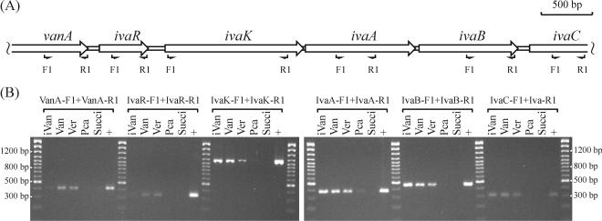 FIG. 5.