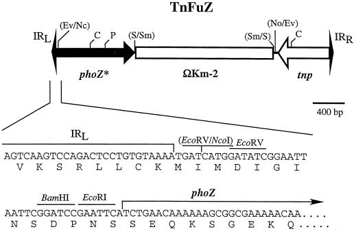 FIG. 1.