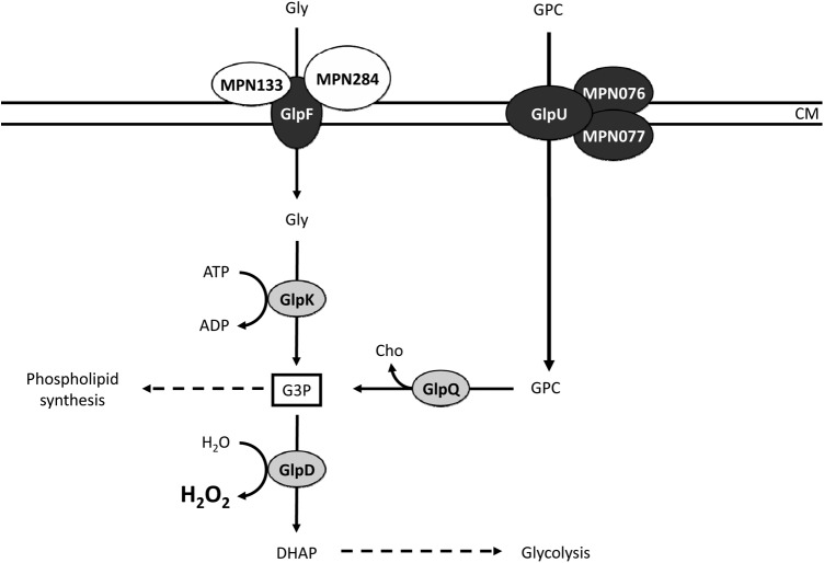 Fig 6