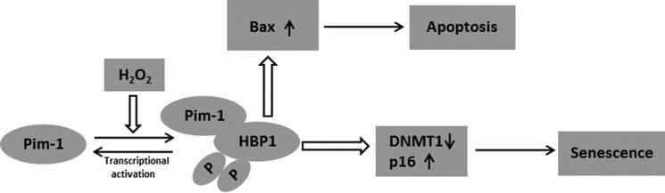 Figure 11.