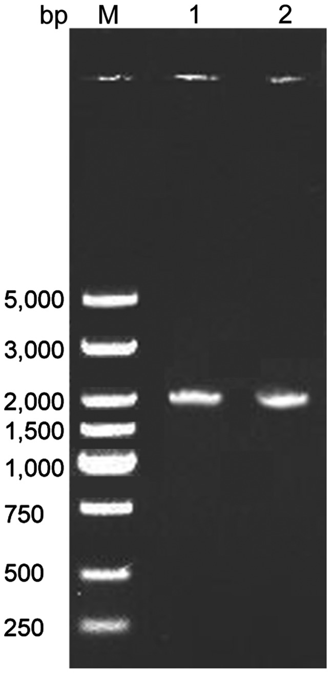 Figure 2.