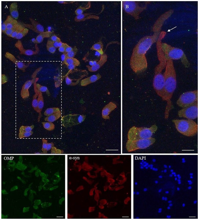 FIGURE 4