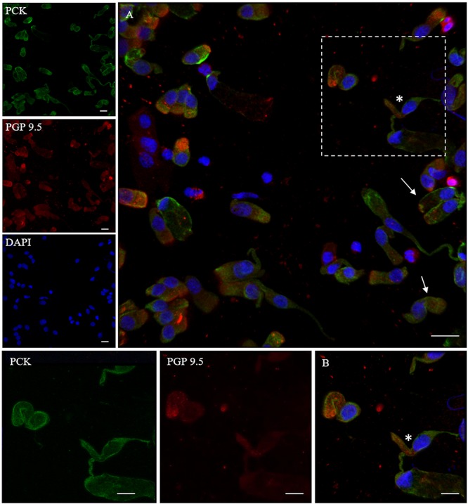 FIGURE 3