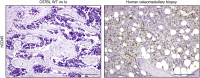 Supplementary Fig 4