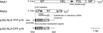 FIG. 1.