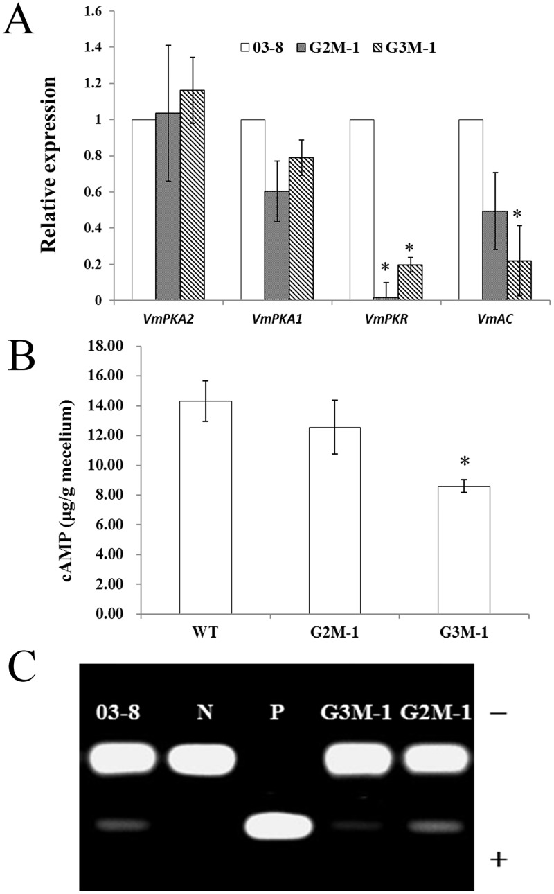 Fig 7