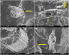 Figure 12