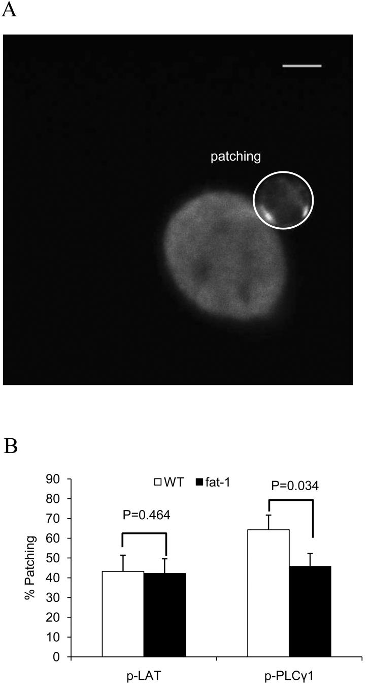 Fig. 5