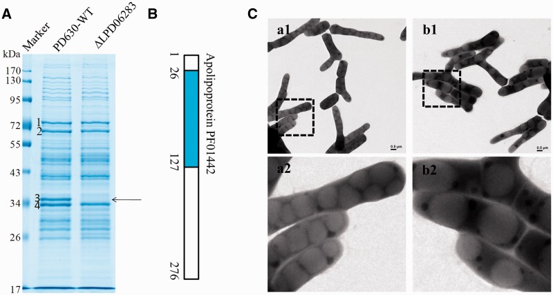 Figure 5.